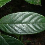 Annona neoelliptica Leaf