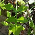 Solanecio angulatus Folha