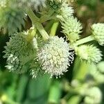 Eryngium elegans Fleur