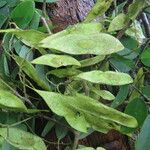 Dalbergia melanocardium Frukt