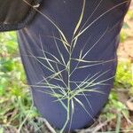 Aristida hystrix Leaf