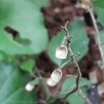 Scutellaria purpurascens Fruit