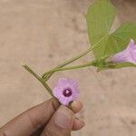 Ipomoea triloba Цвят