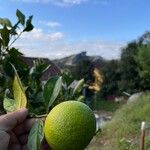 Citrus × aurantium Fruct