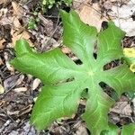 Podophyllum peltatum Fulla