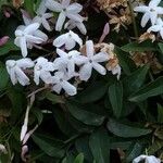 Jasminum officinaleFlower