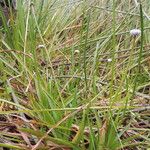 Eriocaulon schimperi Hábito