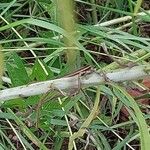 Helianthus salicifolius പുറംതൊലി