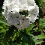 Dianthus barbatusফুল