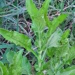 Erigeron steudelii Folha