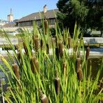 Typha shuttleworthii Anders