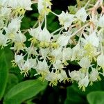 Begonia egregia Maua