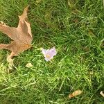 Colchicum autumnaleFlor