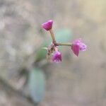 Polystachya concreta Flower