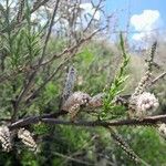 Tamarix africana Flower