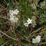 Androsace chamaejasme Flower