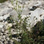 Galium timeroyi ᱛᱟᱦᱮᱸ