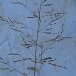 Eragrostis curvula Fiore