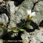 Cerastium cerastoides Other