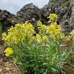 Erysimum ochroleucum Flor