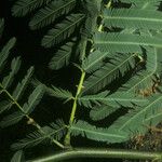 Mimosa pigra Leaf