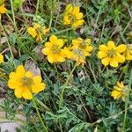 Hippocrepis scorpioides Çiçek