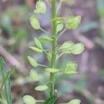 Lepidium virginicum Frugt