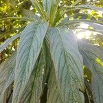 Echium callithyrsum Leaf