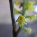 Polystachya golungensis Flor
