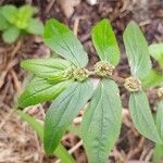 Euphorbia hirta 葉