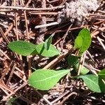 Aetheorhiza bulbosa Liść