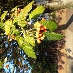 Scandosorbus intermediaᱡᱚ