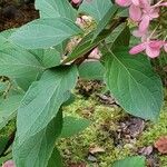 Hydrangea paniculata 葉