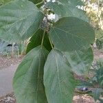 Cordia dichotoma 葉