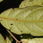 Ocotea atlantica Leaf