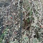 Cotoneaster microphyllus অভ্যাস