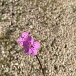 Erodium acaule Flower