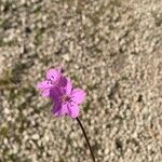 Erodium acaule Květ