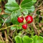 Vaccinium vitis-idaea 葉