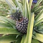 Ananas comosus 果