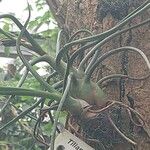 Tillandsia bulbosa Hoja