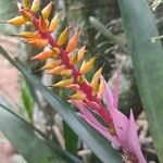 Aechmea nudicaulis Kvet