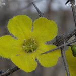 Rhigozum zambesiacum Flower