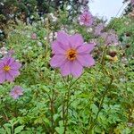 Dahlia merckii Flower