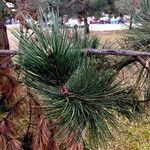 Pinus nigra Fuelha