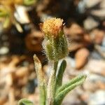 Erigeron lassenianus Blüte