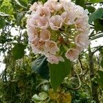 Dombeya pilosa Blüte