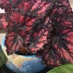 Begonia rex Foglia