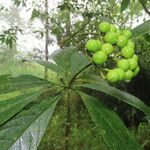 Solanum rugosum Fruit