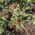 Chamaebatiaria millefolium Frugt
